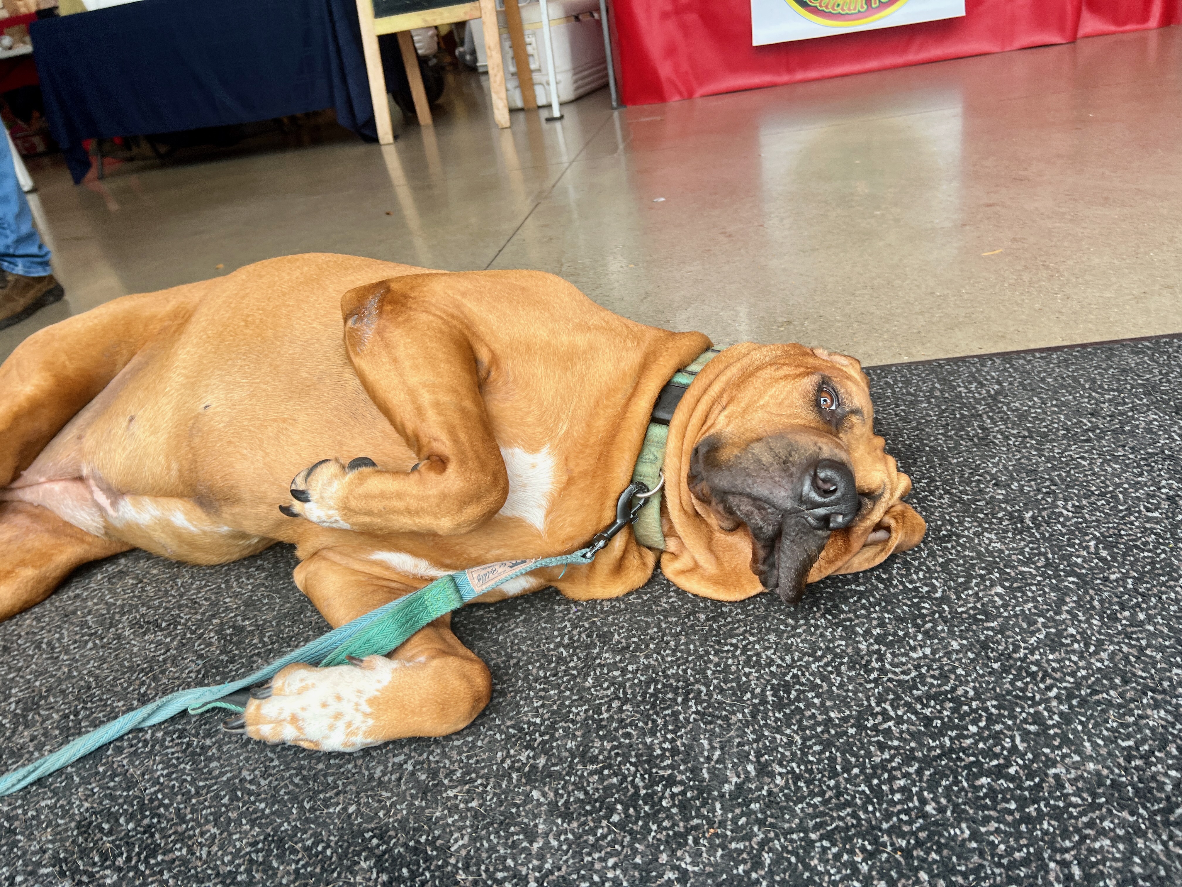 An orange doggo laying on her side on the cement floor of a large outdoor market. She's just woken up from a nap.