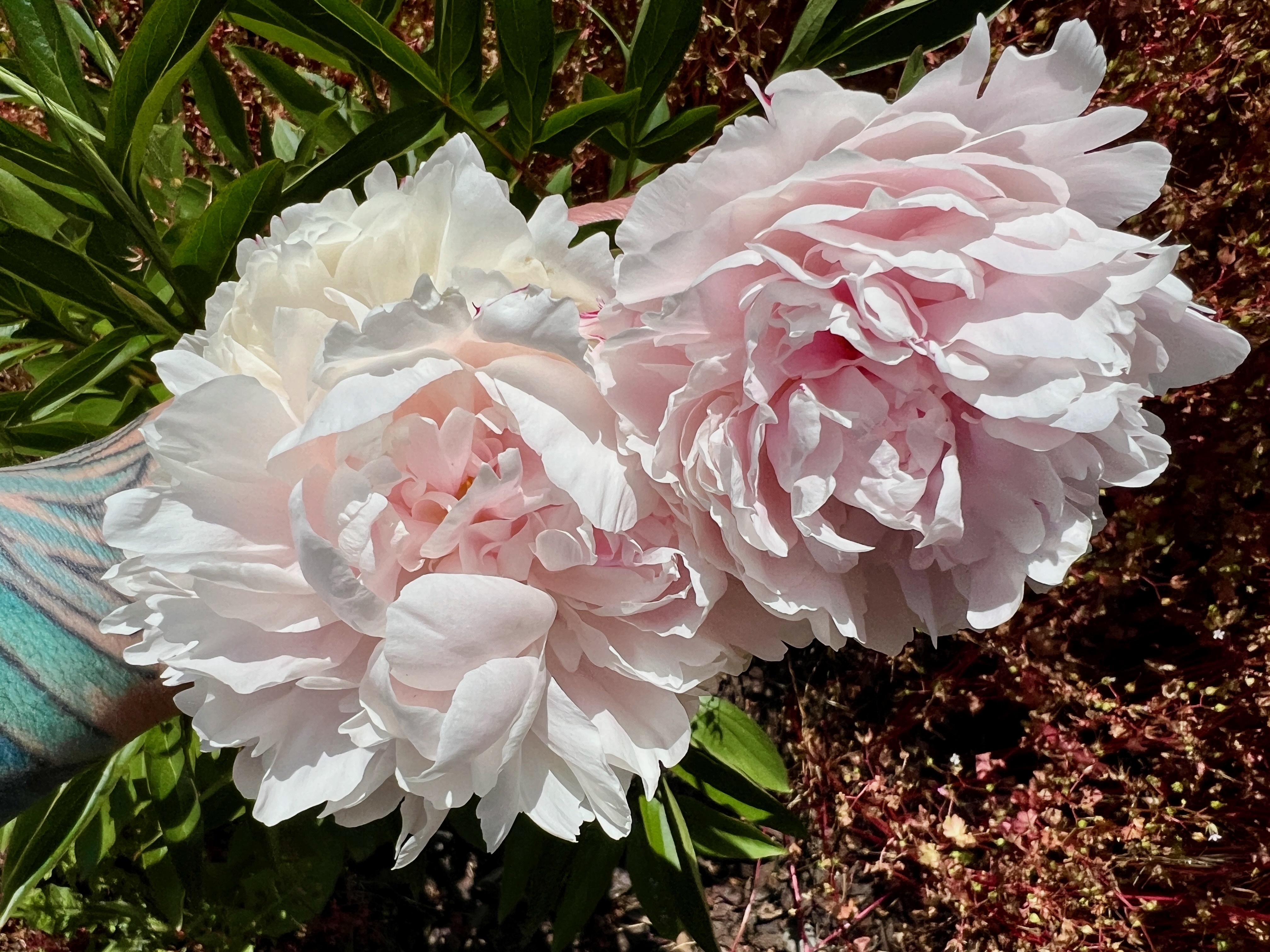 Two pink flowers, outside, viewed from above.
