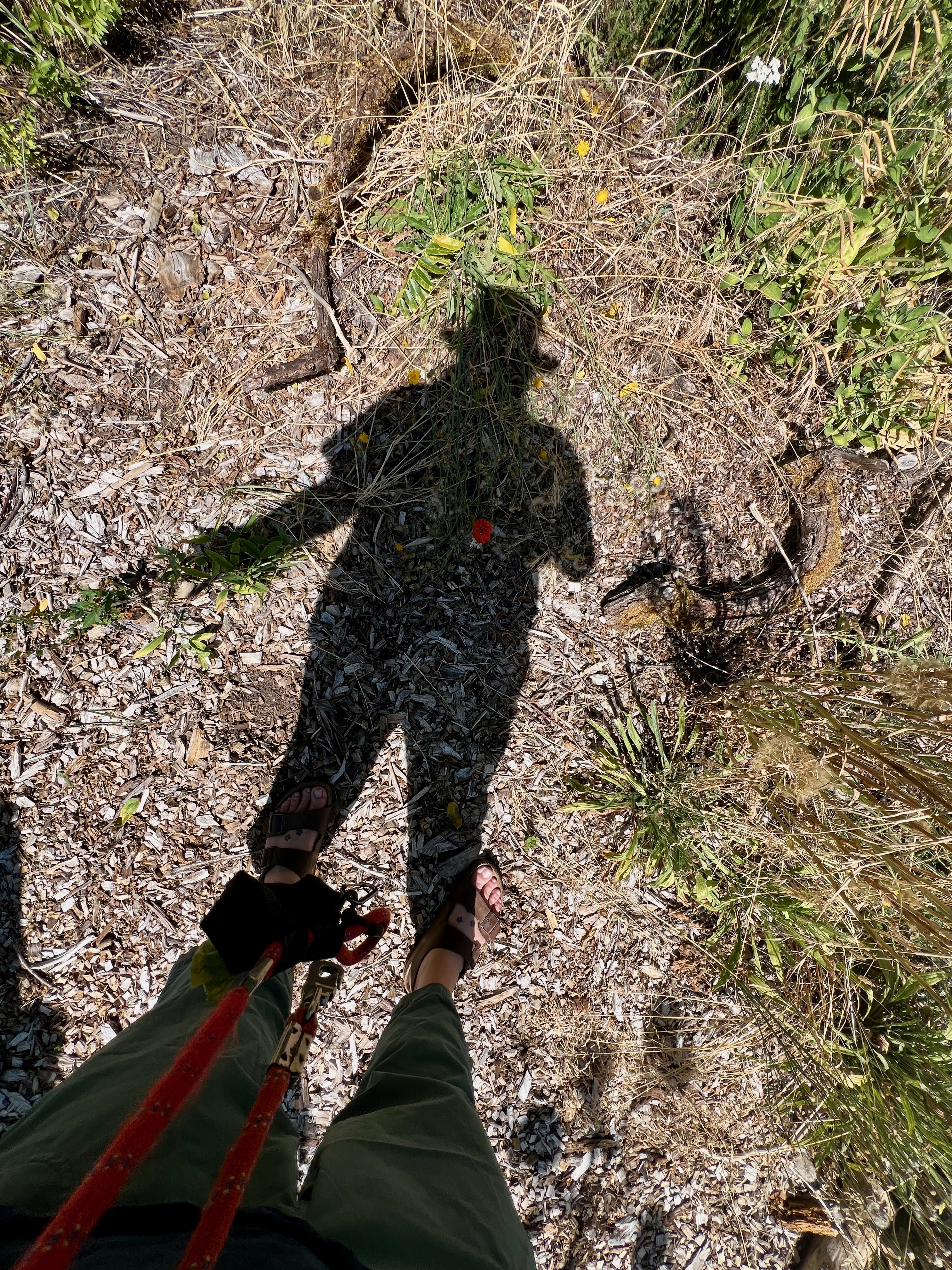 Looking down at the bark dust path of a garden, down some human legs and onto a shadow of the person, with a red flower growing up out of the ground right where the shadow's spleen wouuld be.
