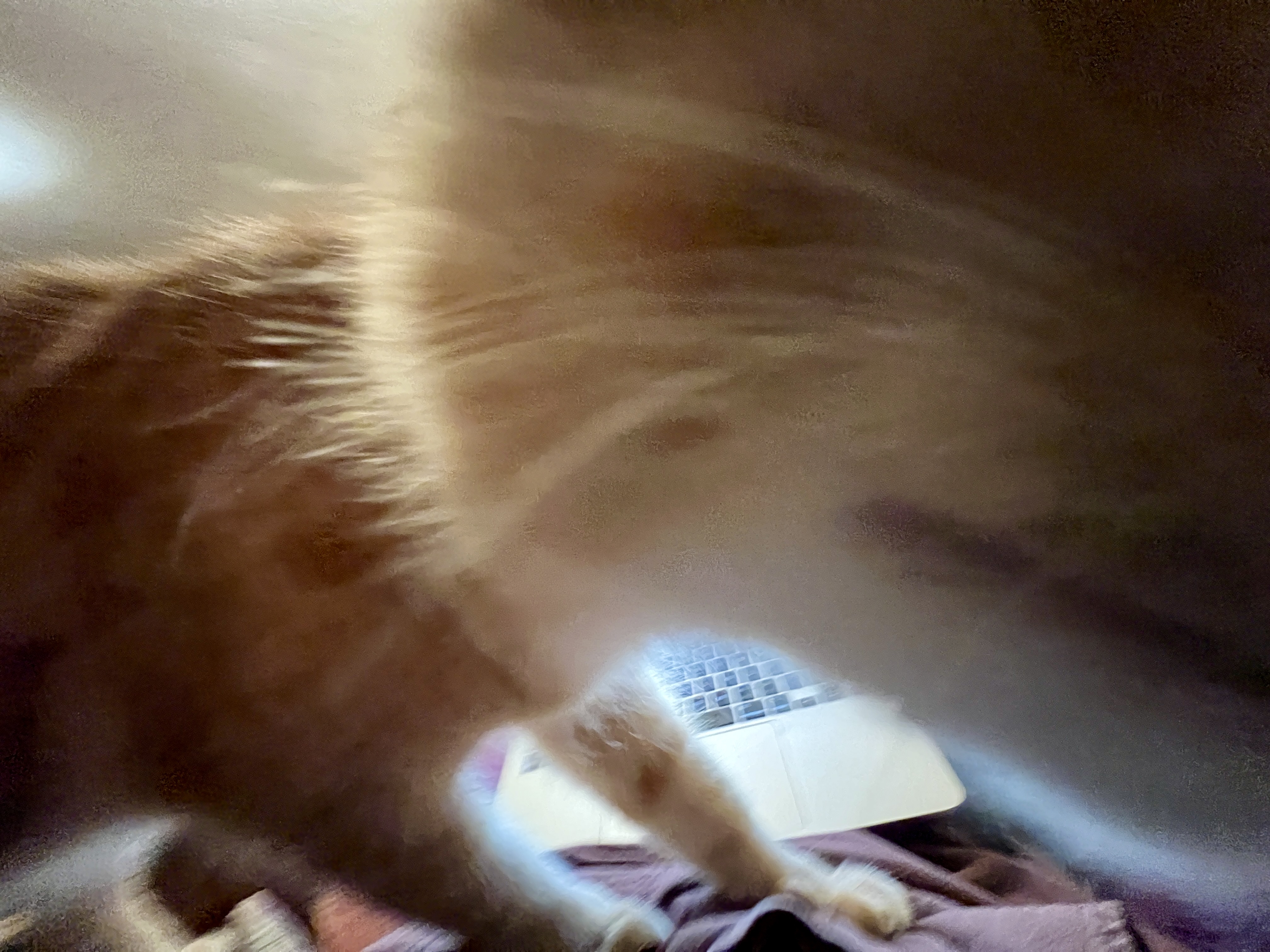 The blurry face and side of an orange cat on a lap, in close-up.