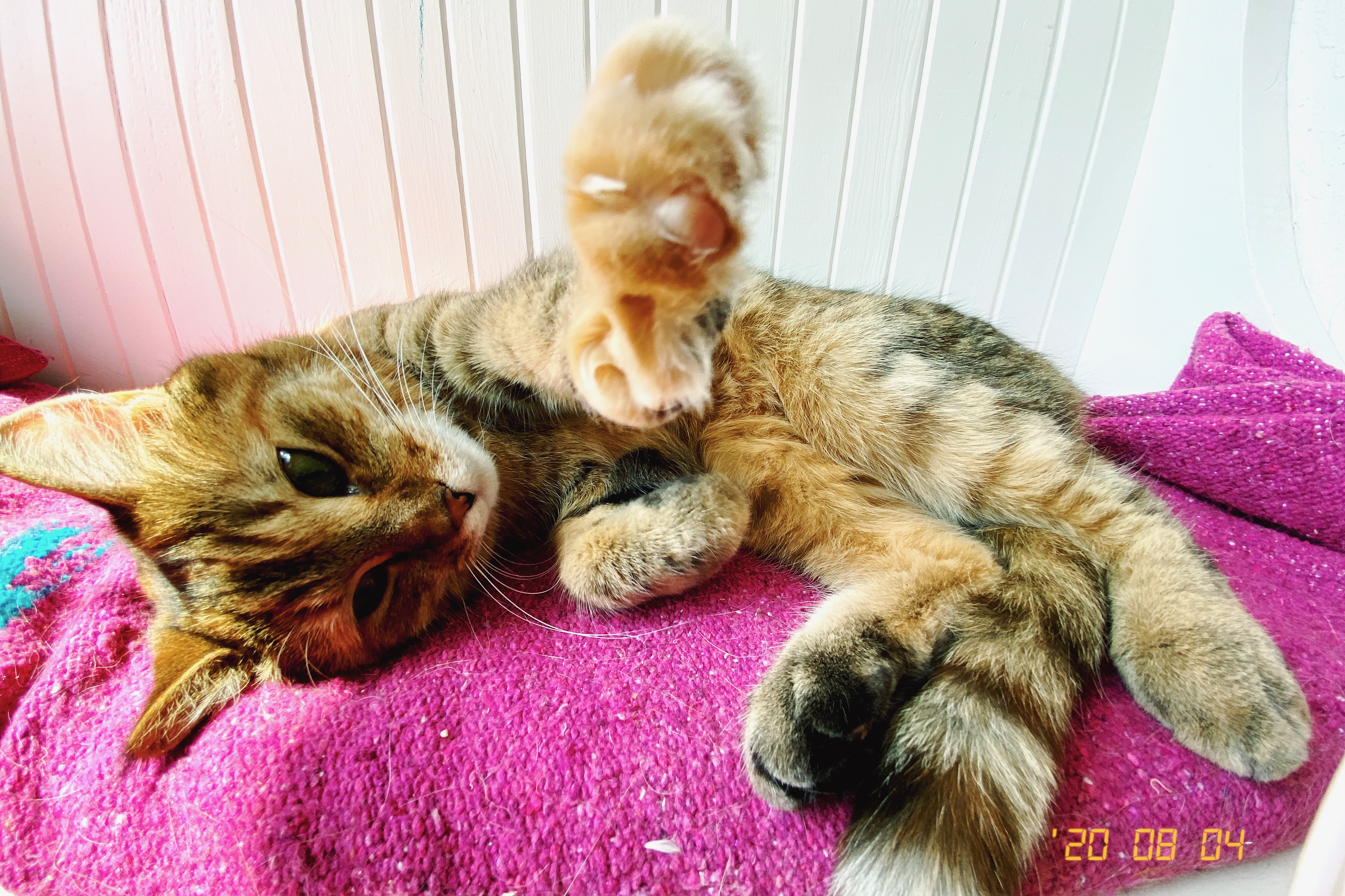 A small brown cat on a pink blanket, laying in the sun, she's reaching her little paw up toward the camera, offering it for inspection.