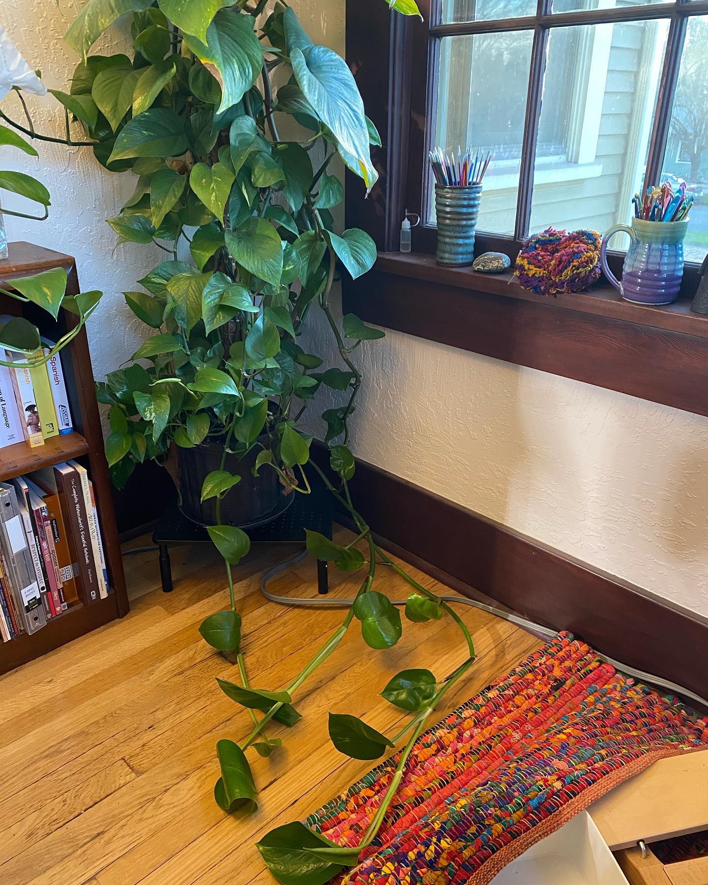 Same plant as before, in same corner, but with three 'arms' trailing on the floor.