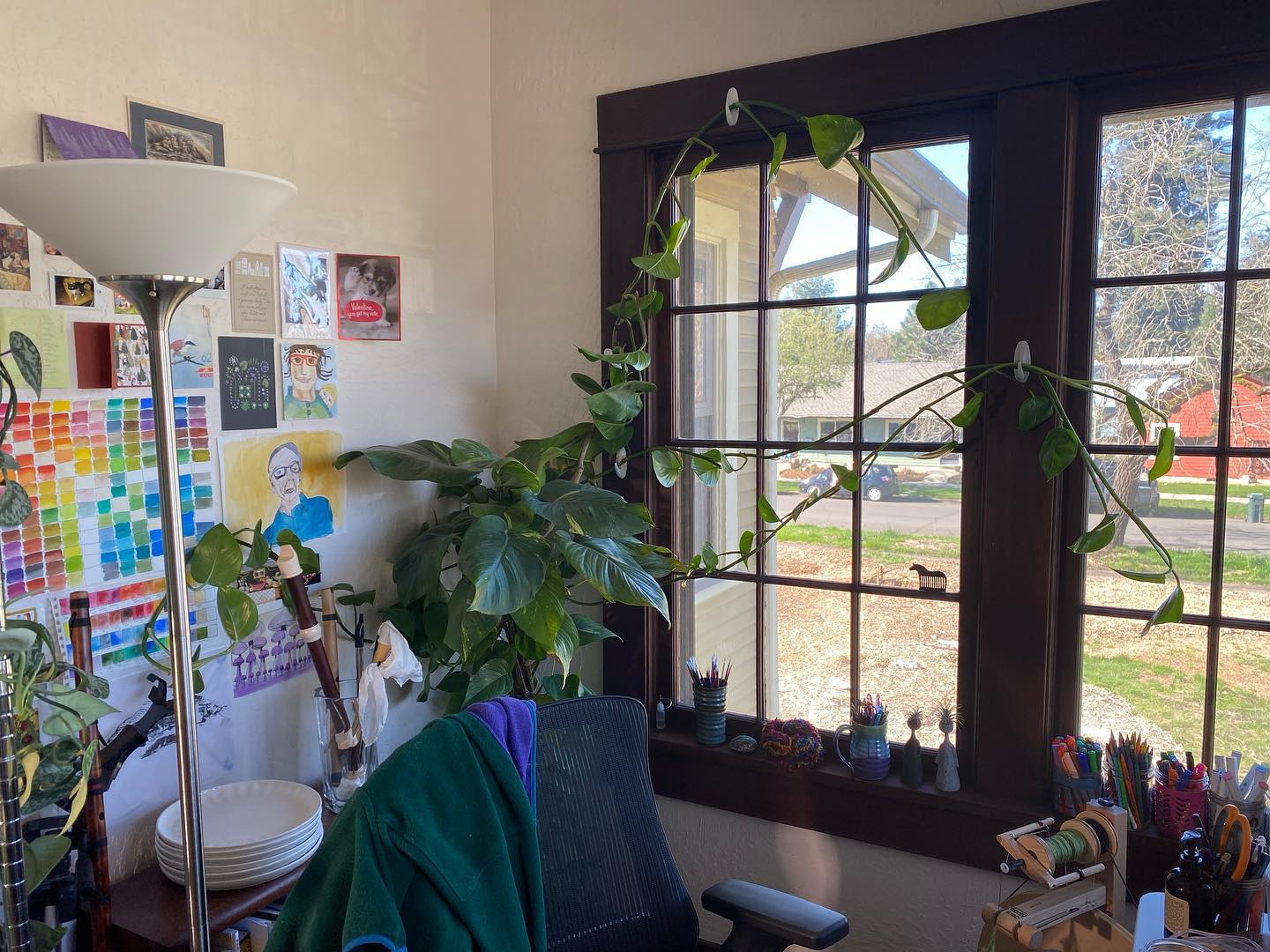 Same plant, with arms strung up over plastic hooks on a window.