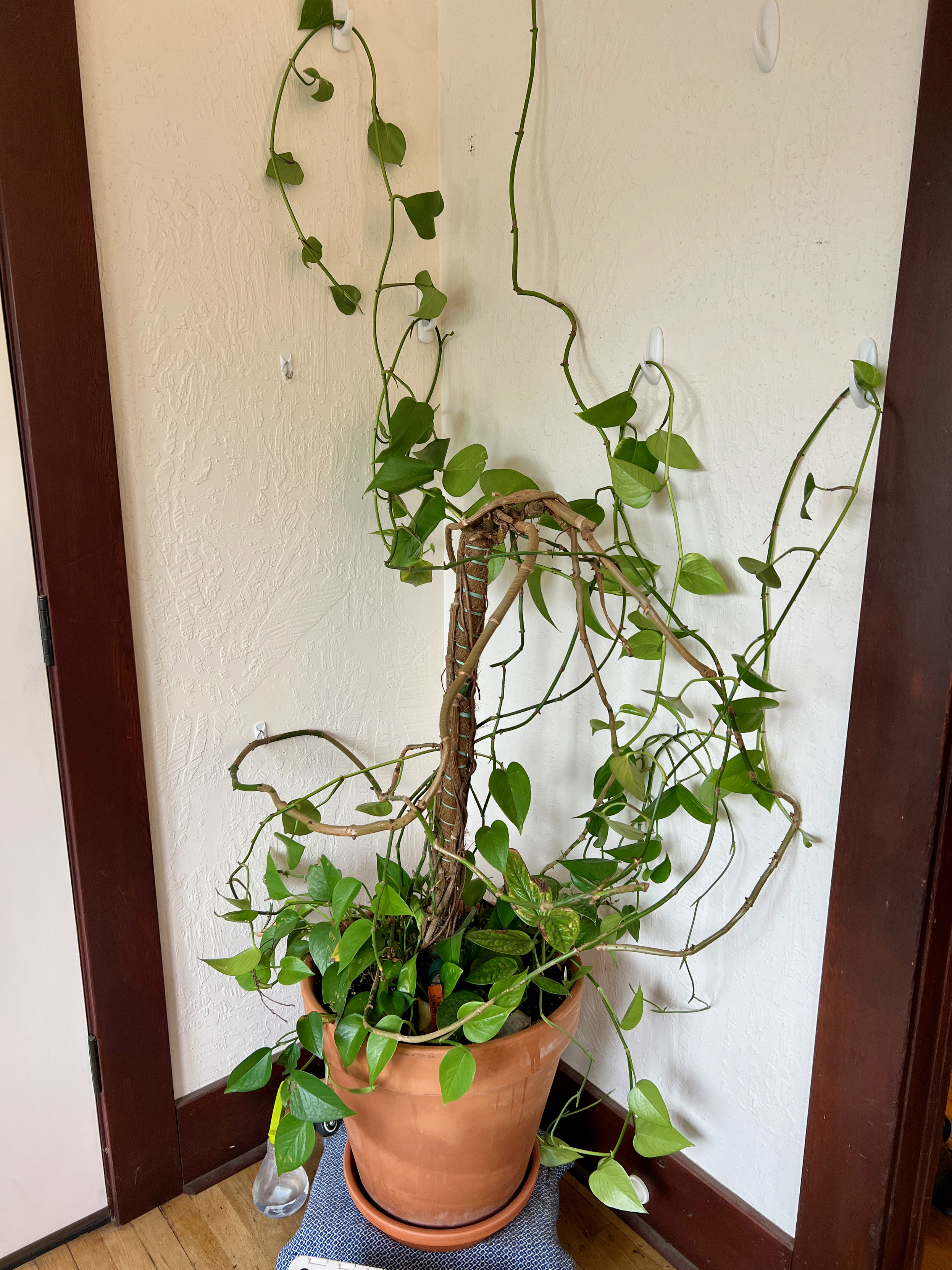 Georgiana looking very sad, big leaves gone, only a few trailing arms, thin and spindly.