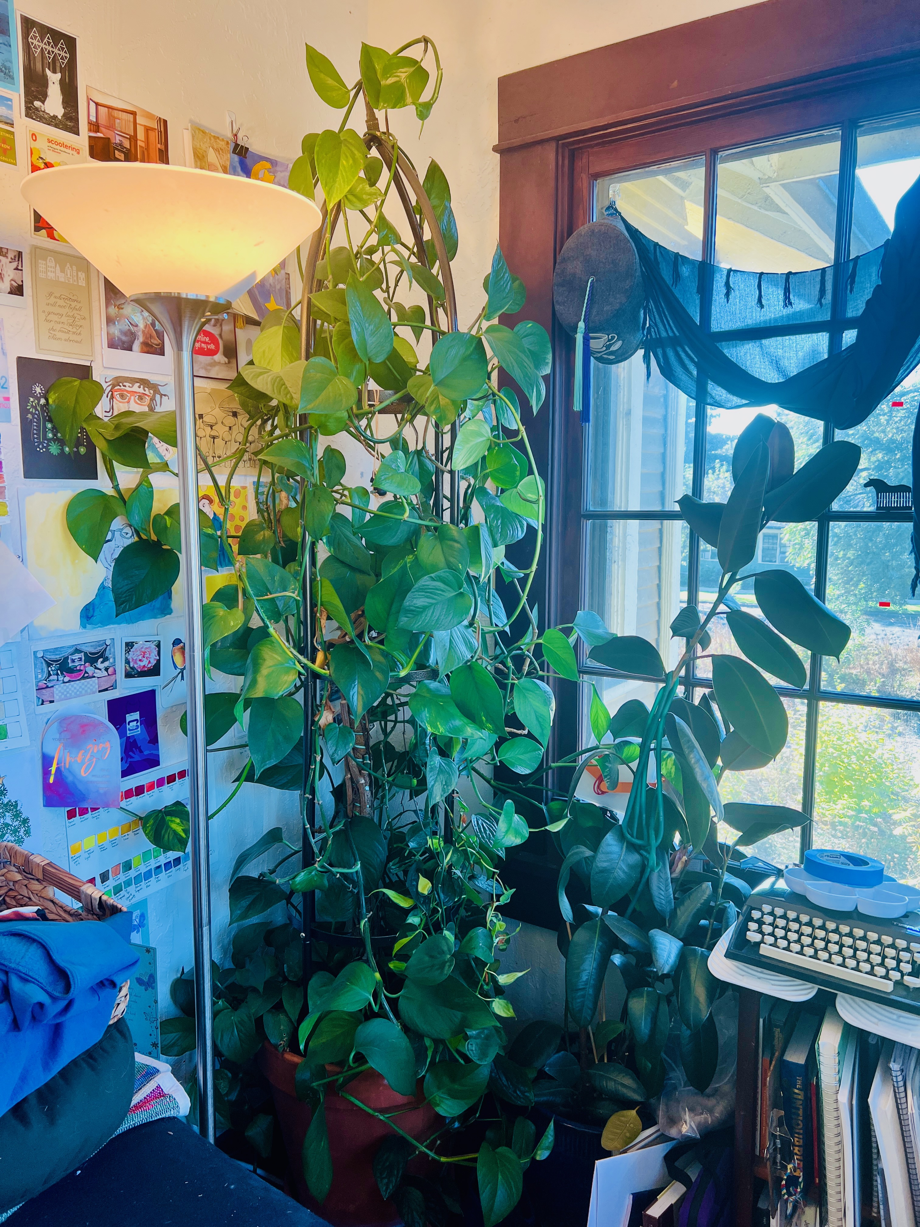 Georgiana back to her old self, and better - bigger leaves, covering this large metal tower in her pot.