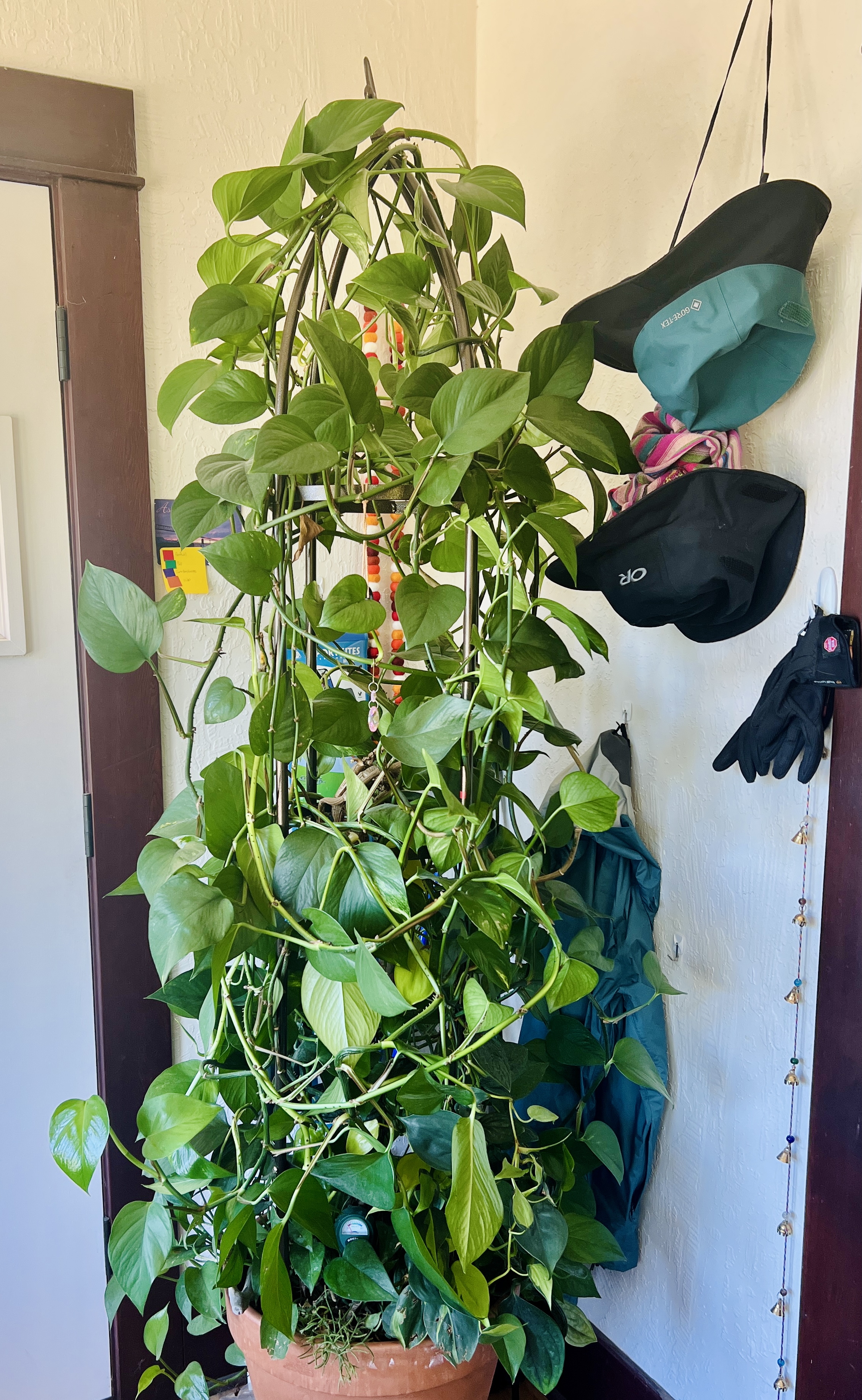 Georgiana on her trellis, flashy and gorgeous, green leaves everywhere.