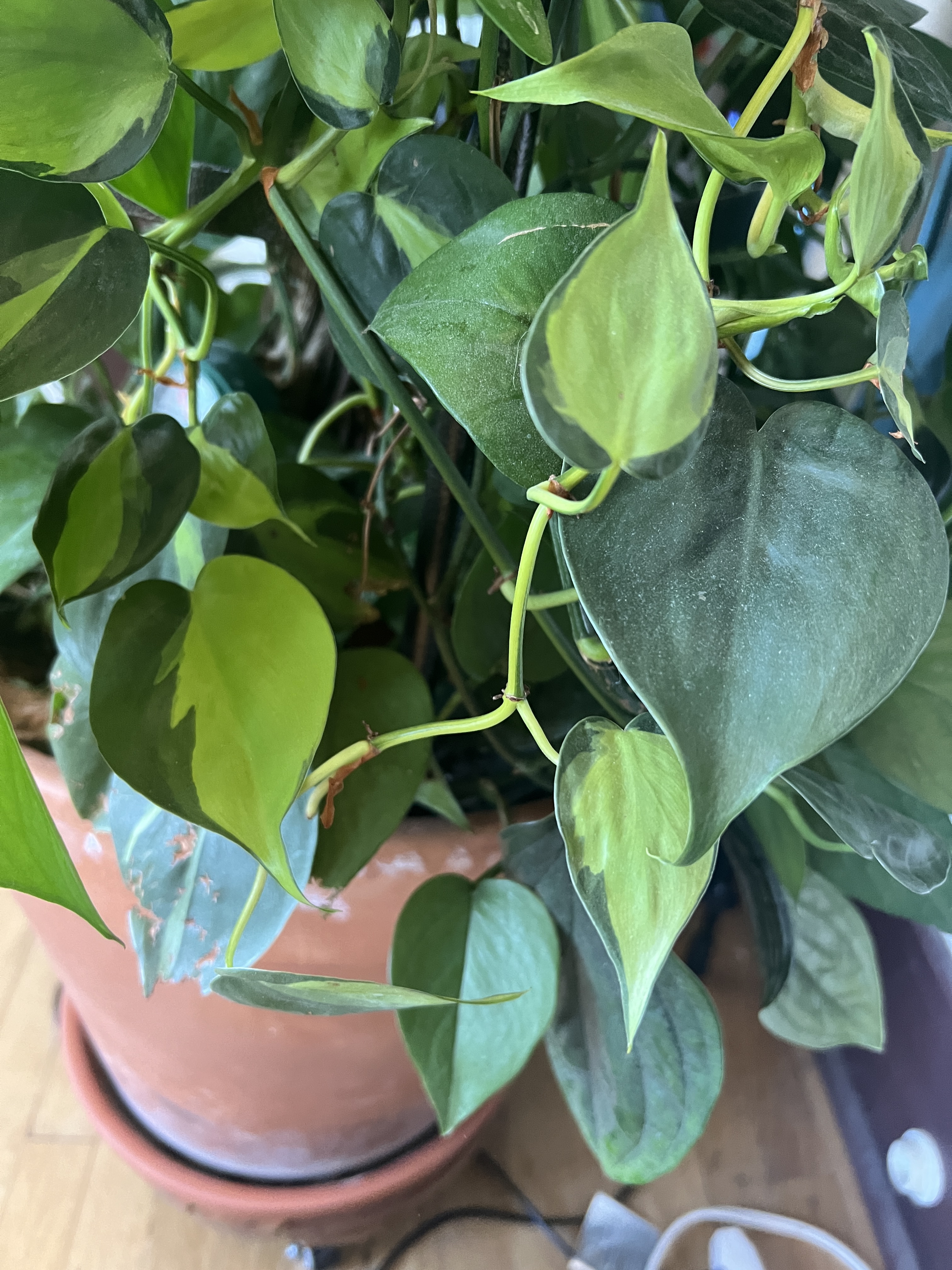 A few leaves of a varigated pothos in the bottom of the pot, the color is dark green one side and pale green on the other.